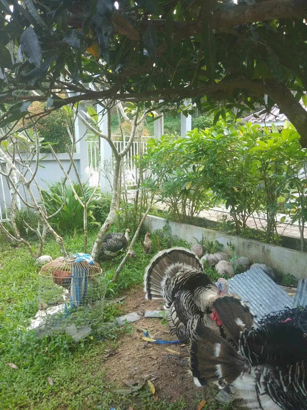 The Mosque Tropical Garden Halal Food